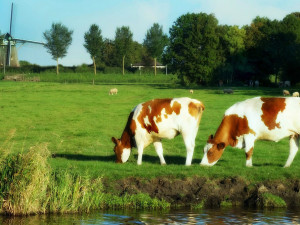 Hollaunt - Tjee, Windmehle en meeja. ©MabelAmber, Pixabay.